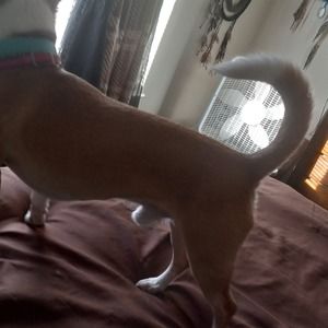 Meet your Posher, Goldie